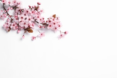 Photo of Blossoming spring tree branch on white background, top view. Space for text