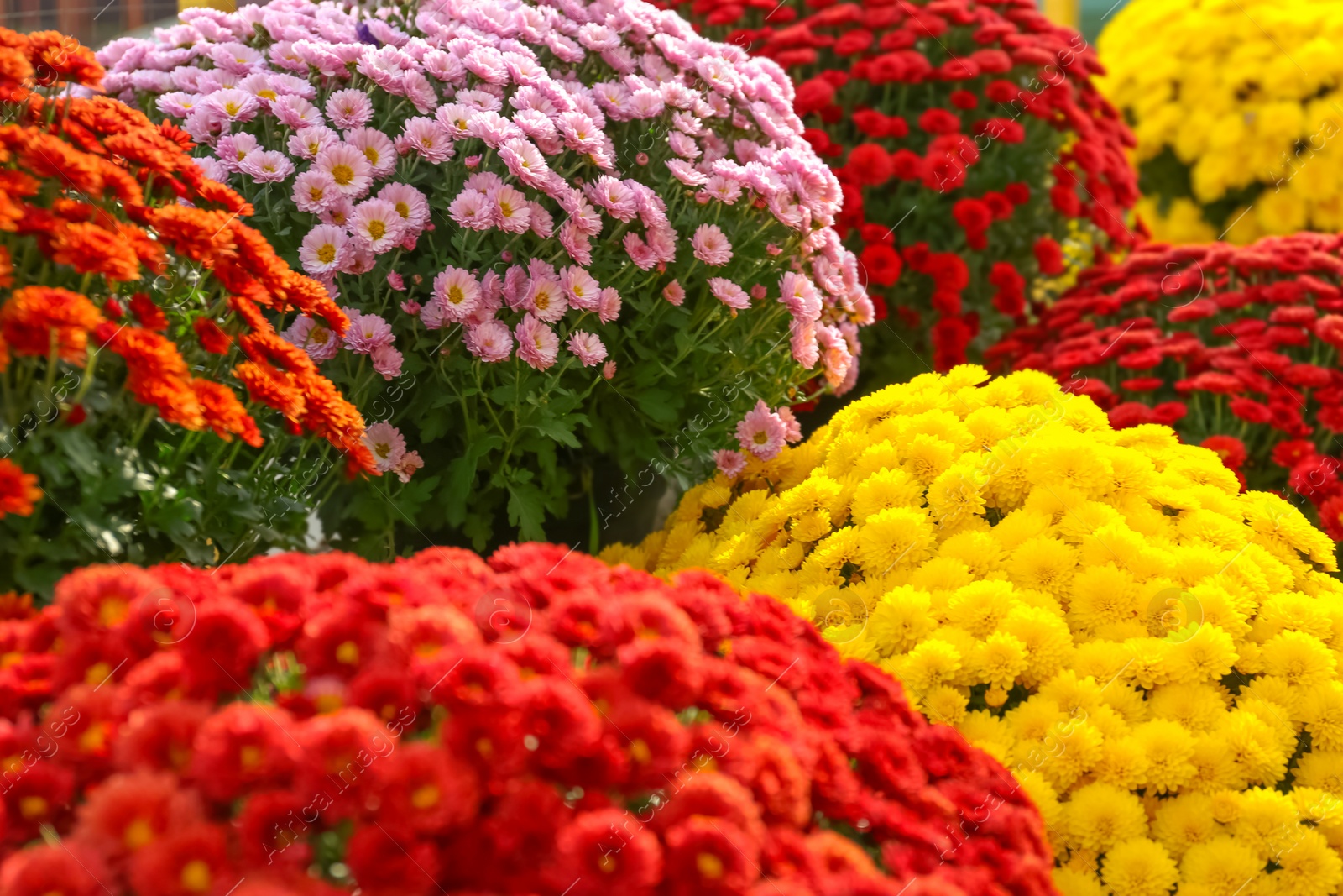 Photo of View of fresh beautiful colorful chrysanthemum flowers