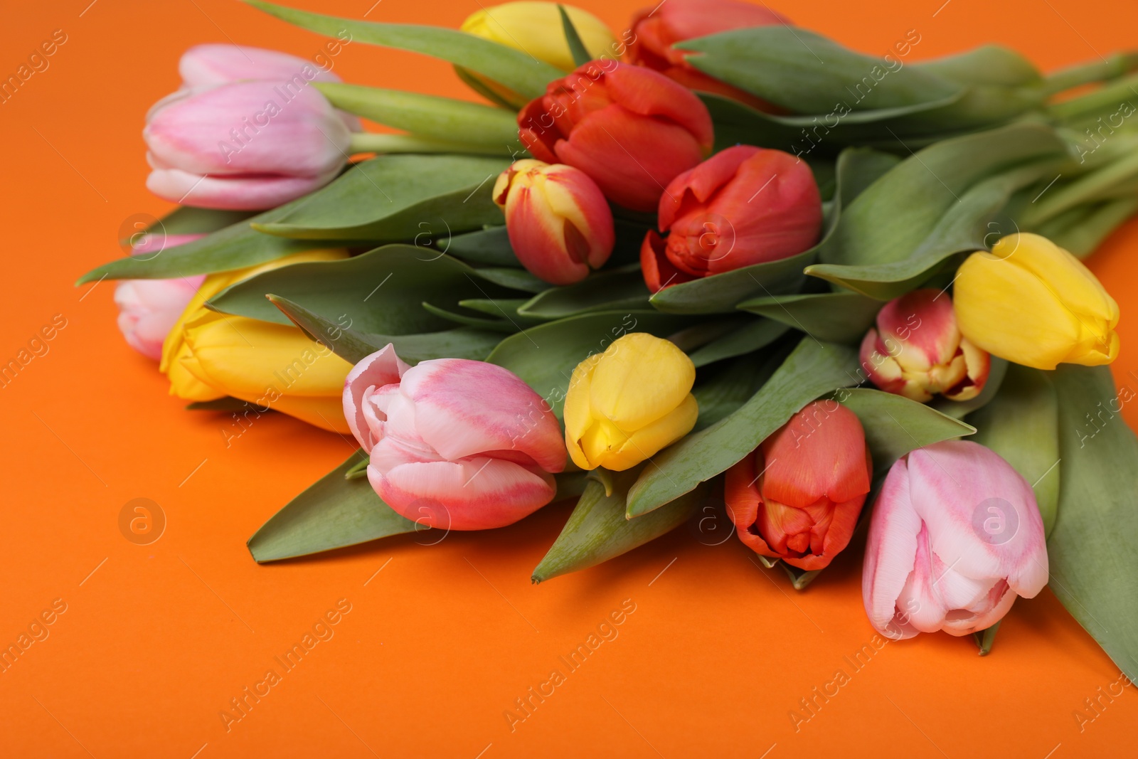 Photo of Beautiful colorful tulips on orange background, closeup