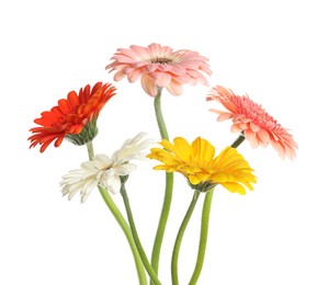 Image of Many beautiful gerbera flowers isolated on white