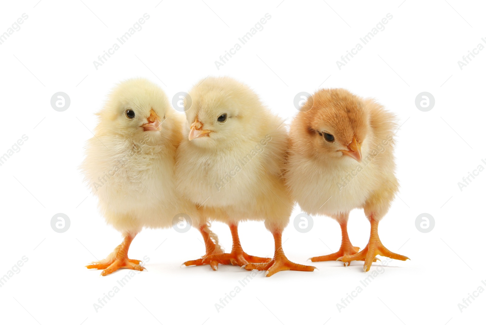 Photo of Cute chicks isolated on white. Baby animals