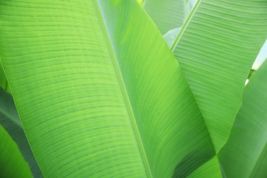 Beautiful lush green plants growing outdoors, closeup