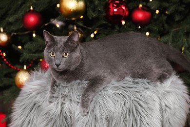 Cute cat on faux fur near Christmas tree at home