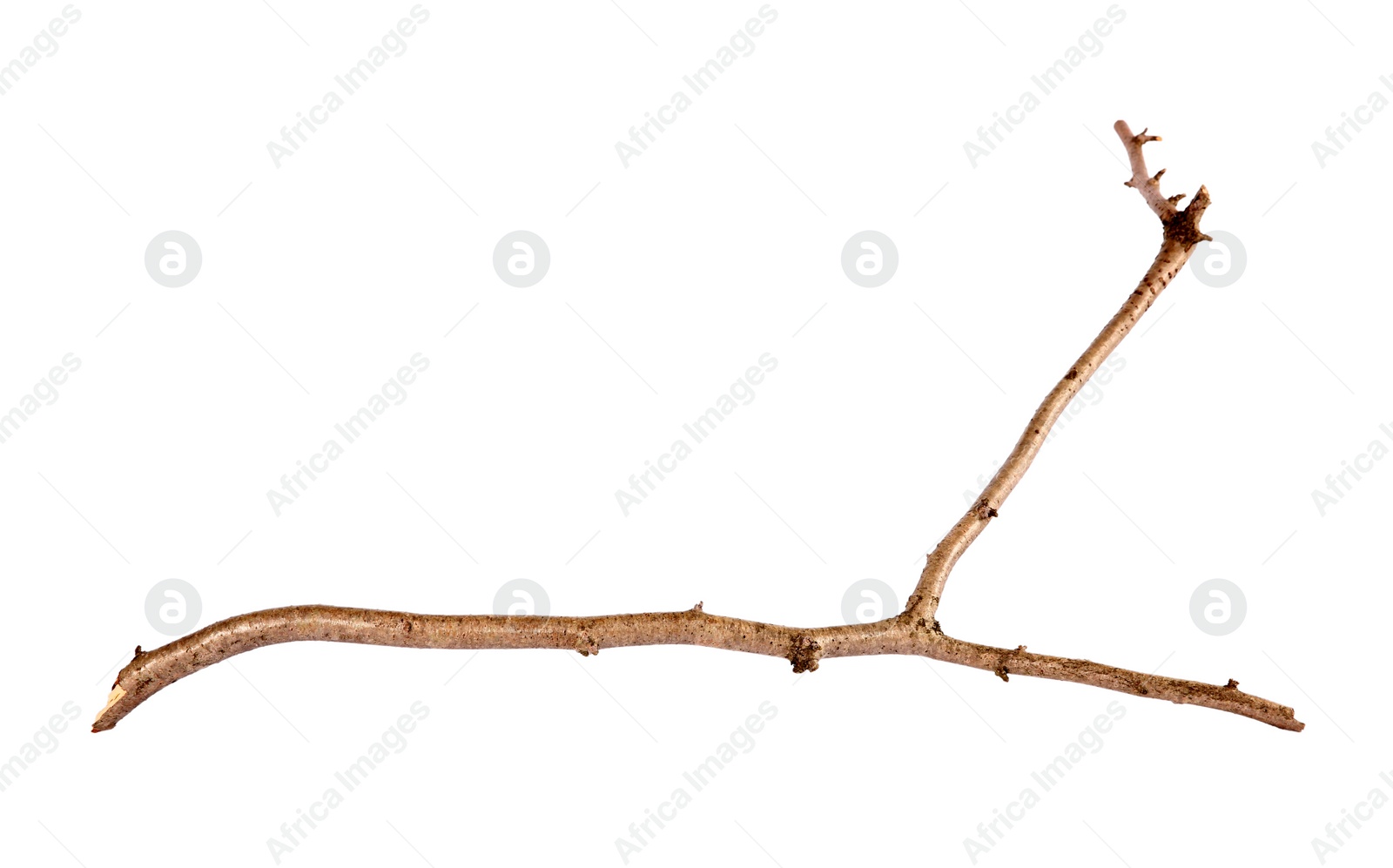 Photo of One dry tree branch isolated on white