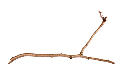 Photo of One dry tree branch isolated on white