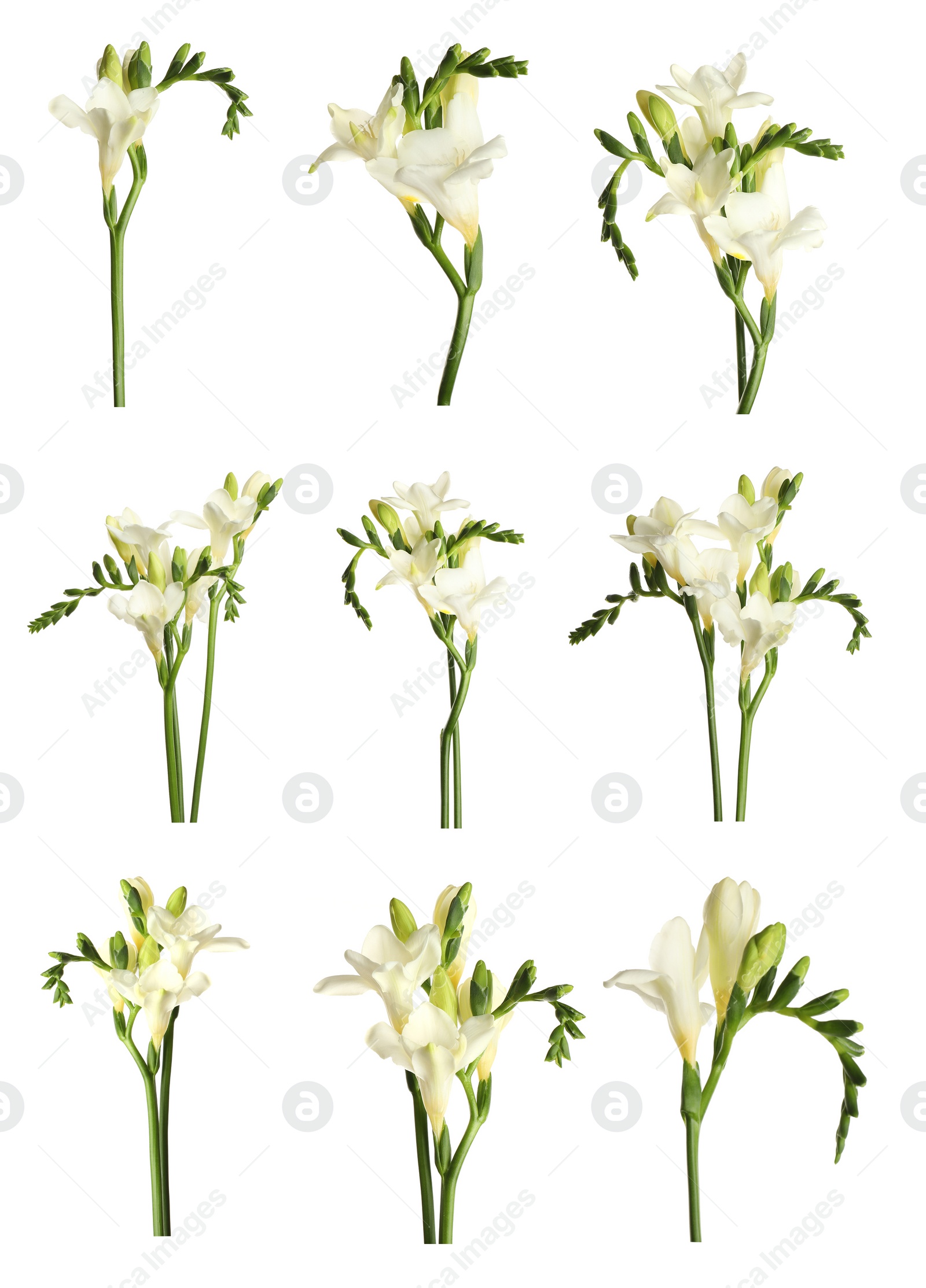 Image of Set with beautiful fragrant freesia flowers on white background