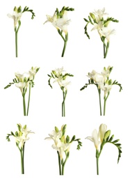 Set with beautiful fragrant freesia flowers on white background