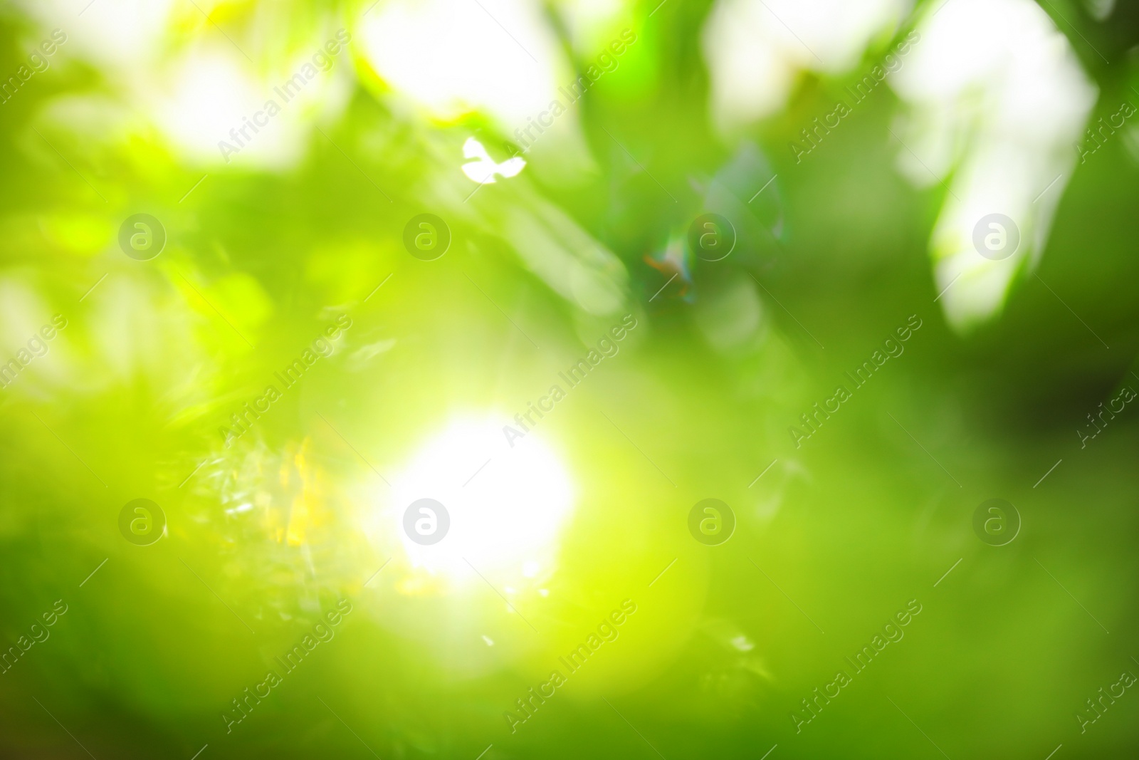 Photo of Abstract nature green background with sun rays, bokeh effect