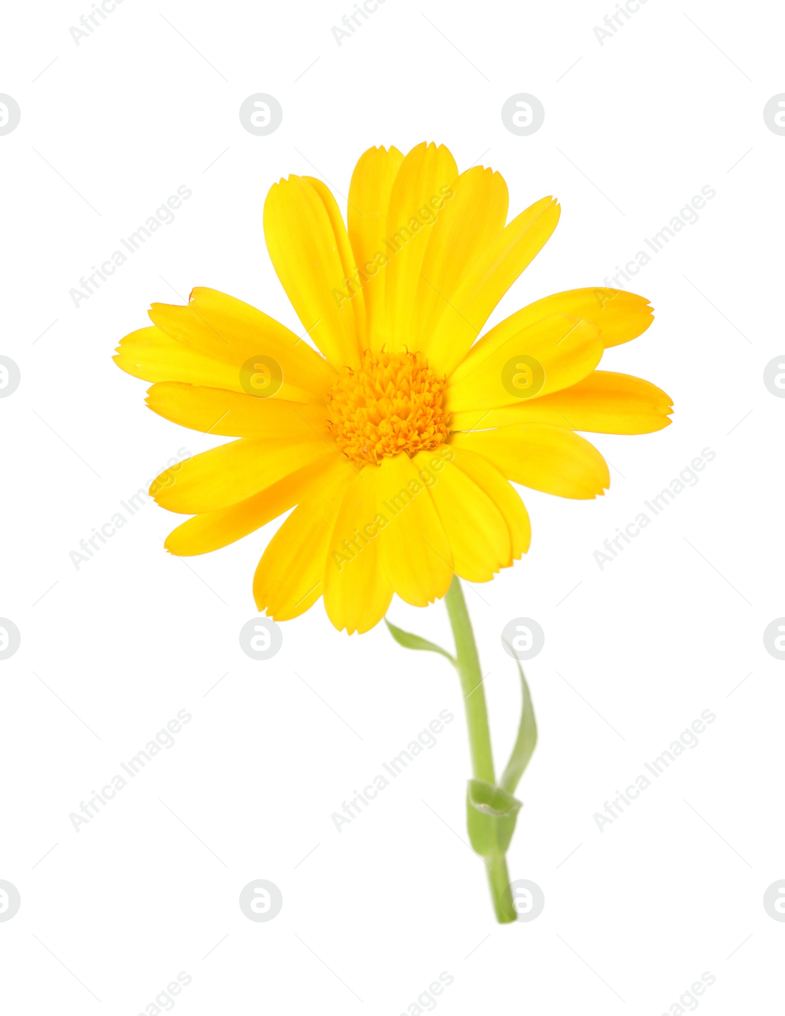 Photo of Fresh beautiful calendula flower isolated on white