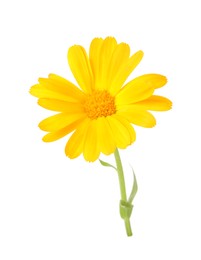 Photo of Fresh beautiful calendula flower isolated on white