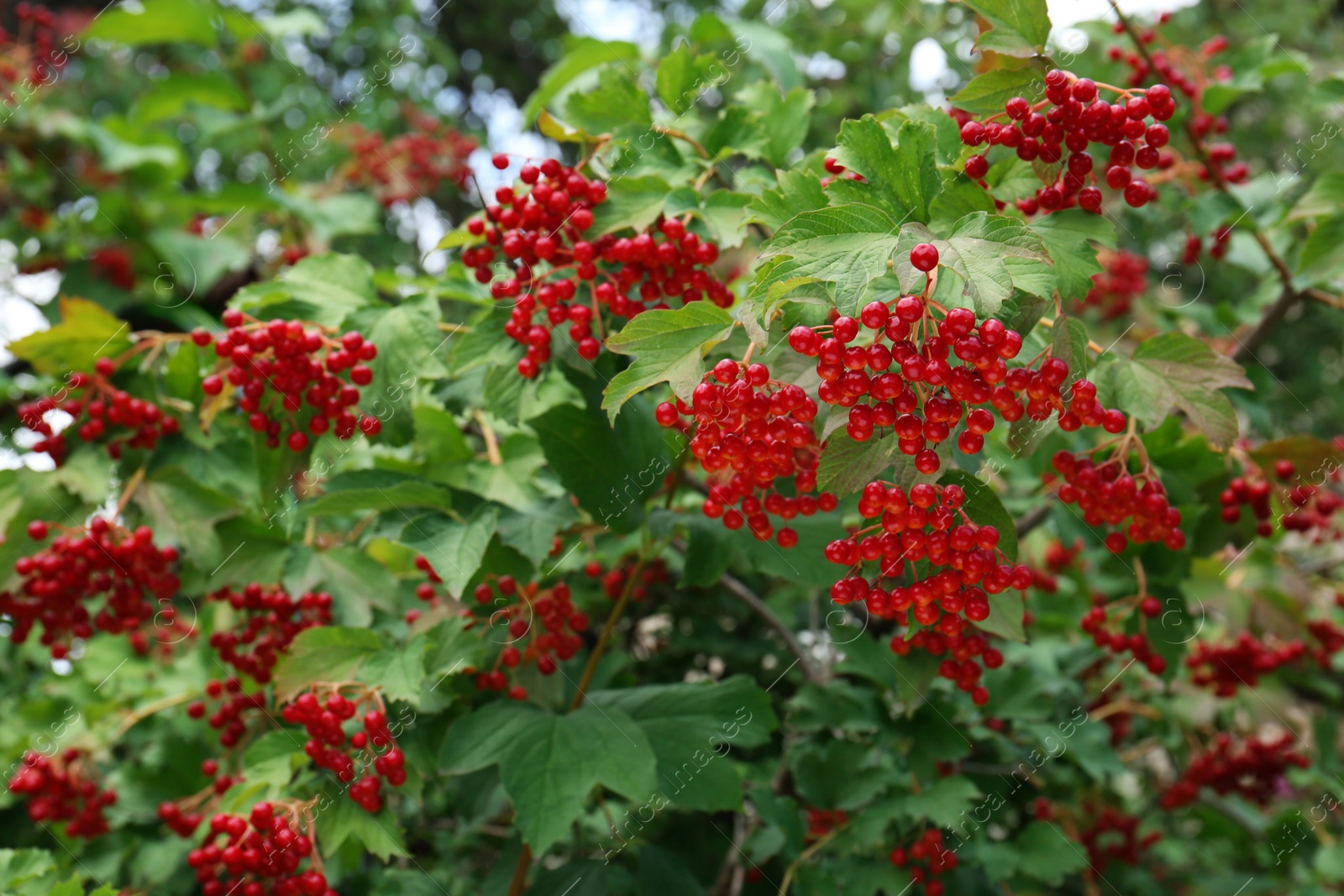 Photo of Beautiful Viburnum shrub with bright berries growing outdoors, space for text