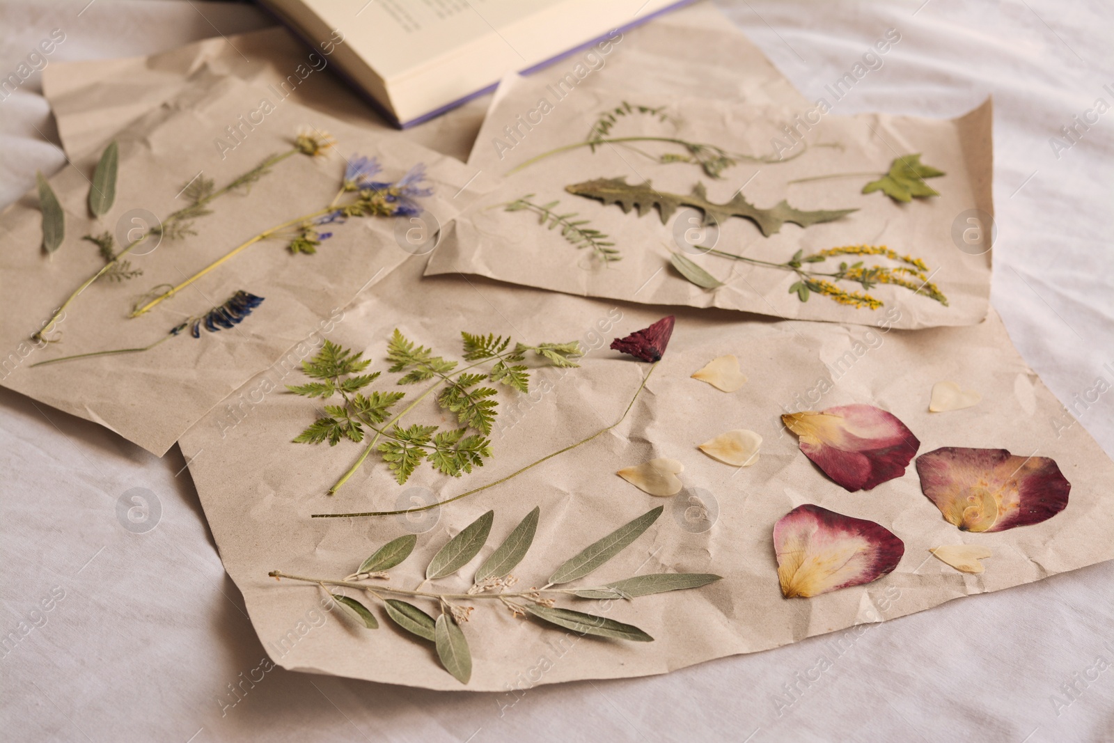 Photo of Sheets of paper with dried flowers and leaves on white fabric, closeup