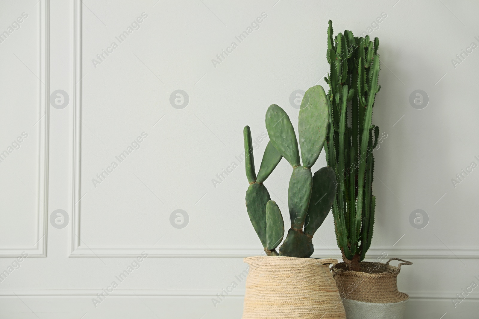 Photo of Beautiful potted cacti near white wall indoors, space for text. Interior element