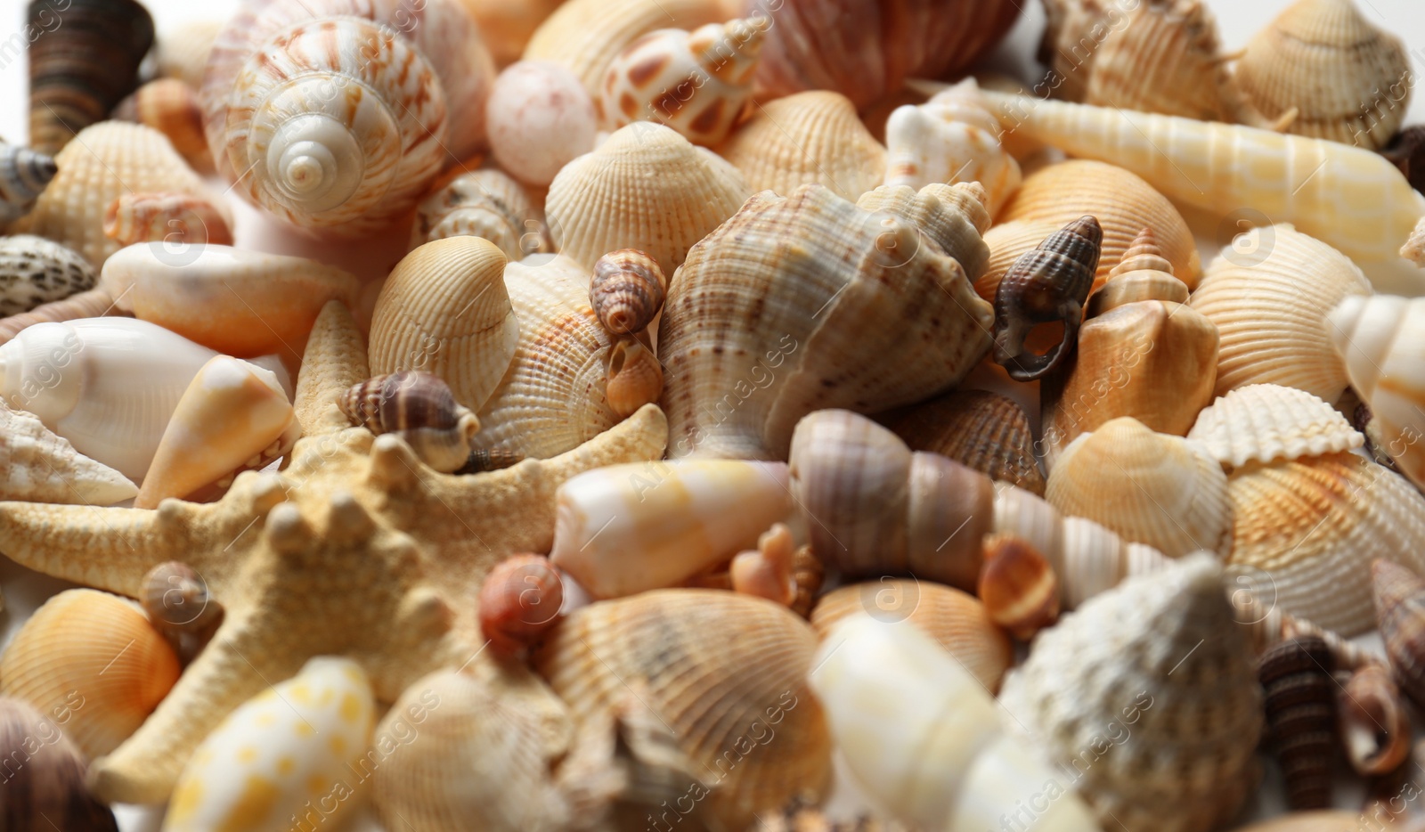 Photo of Starfish and beautiful seashells as background, closeup view