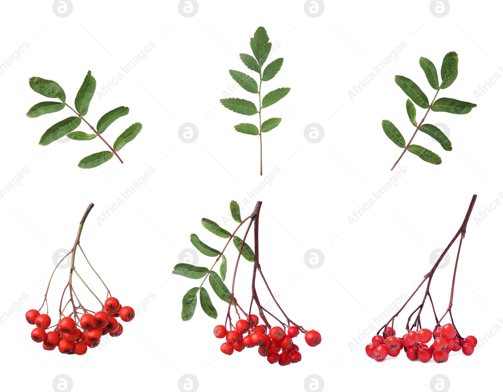 Image of Set with ripe rowan berries on white background 