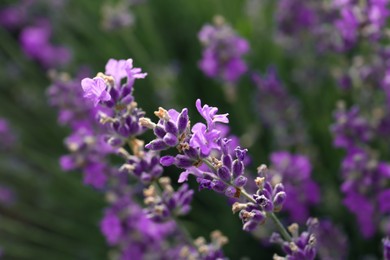 Photo of Beautiful lavender flowers growing in field, closeup