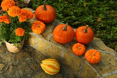 Photo of Many whole ripe pumpkins and potted flowers on stone curb in garden