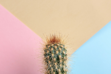 Beautiful tropical cactus plant on color background