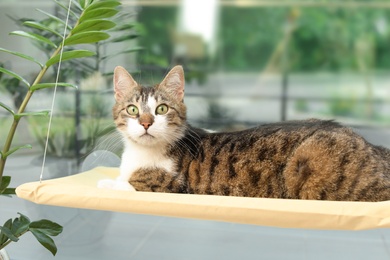 Photo of Cute cat lying on window pet bed at home