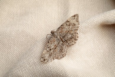 Photo of Single Alcis repandata moth on beige cloth, above view