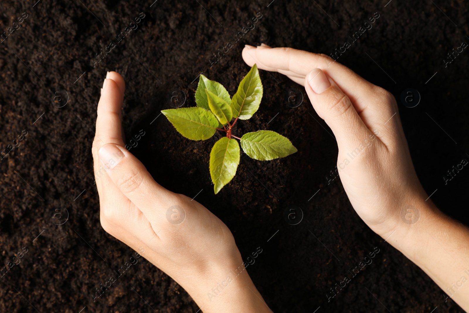 Photo of Woman planting young tree in soil, top view