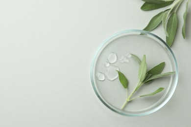 Flat lay composition with Petri dish and sage on light grey background. Space for text