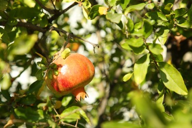 Photo of Pomegranate tree with ripening fruit outdoors on sunny day