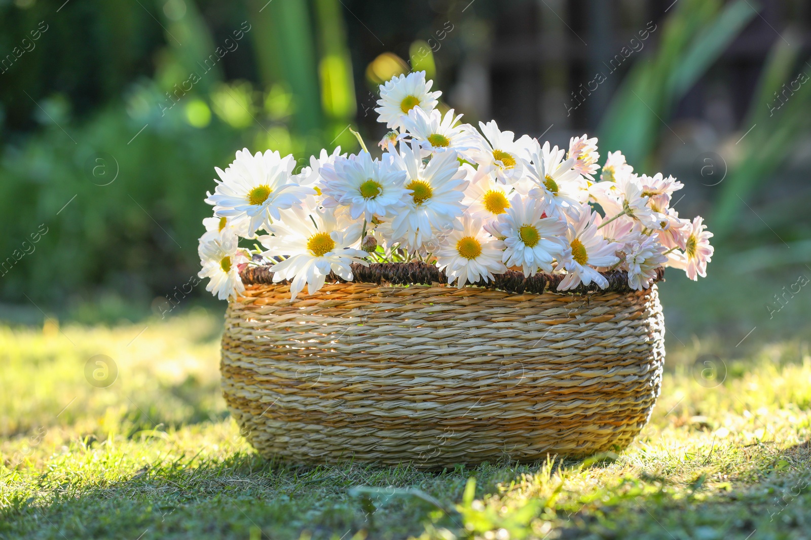 Photo of Beautiful wild flowers in wicker basket on green grass outdoors