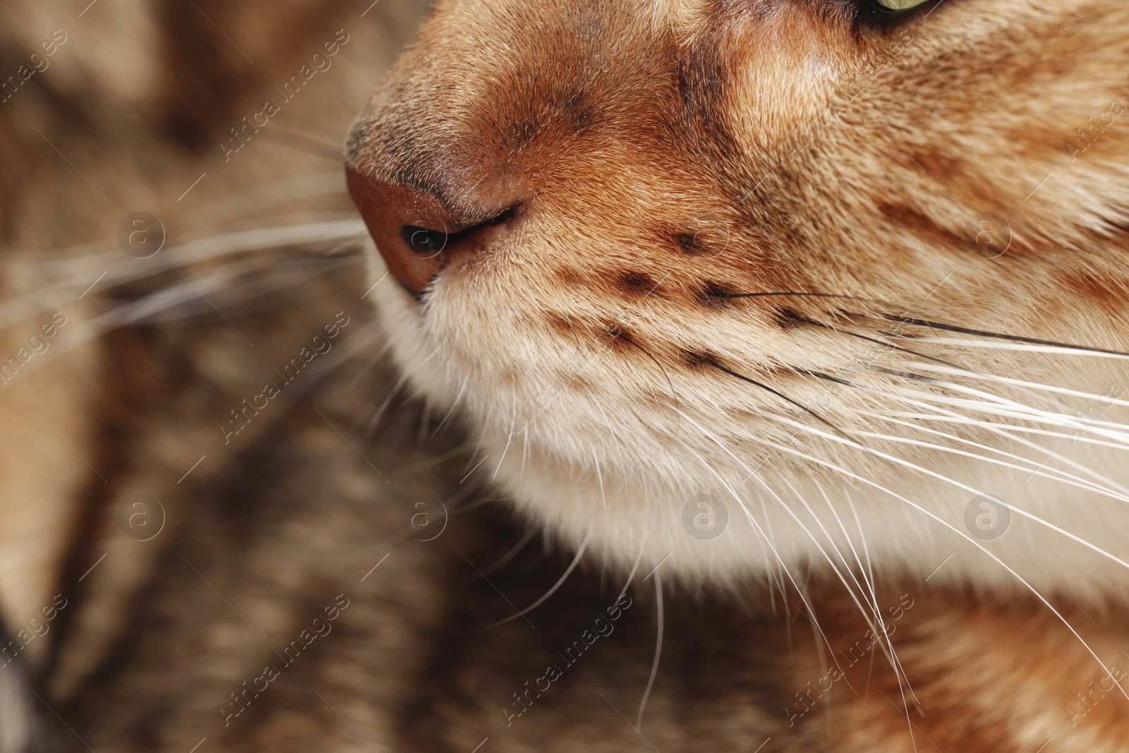 Photo of Adorable cat, macro photo of muzzle. Lovely pet