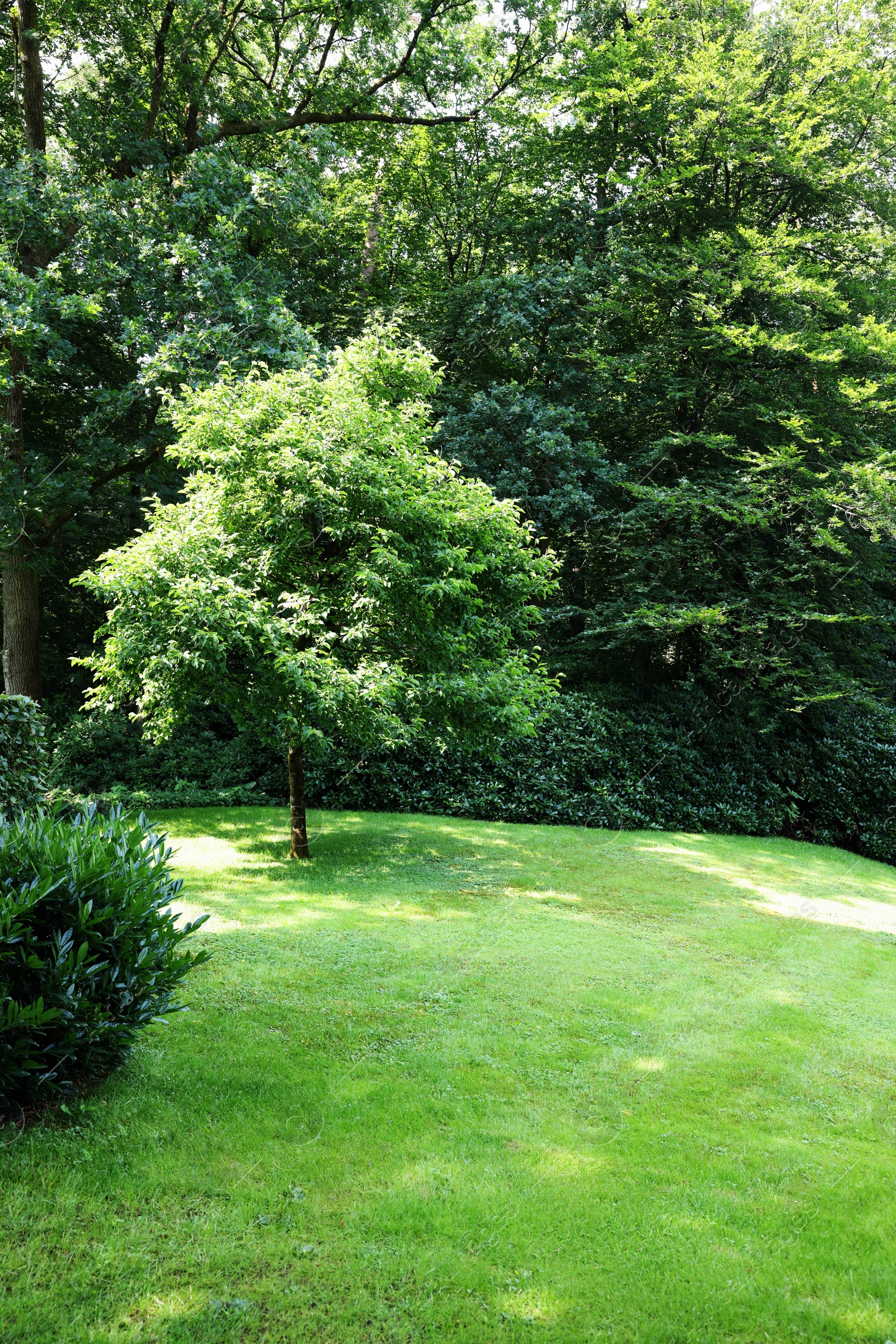 Photo of Beautiful view of green grass and bushes in garden on sunny day