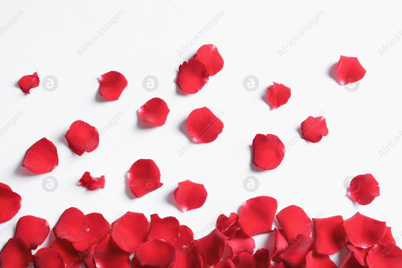 Photo of Red rose petals on white background, top view