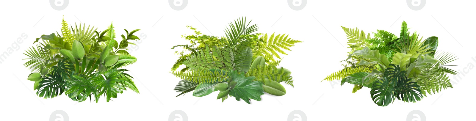 Image of Beautiful composition with fern and other tropical leaves on white background, collage. Banner design