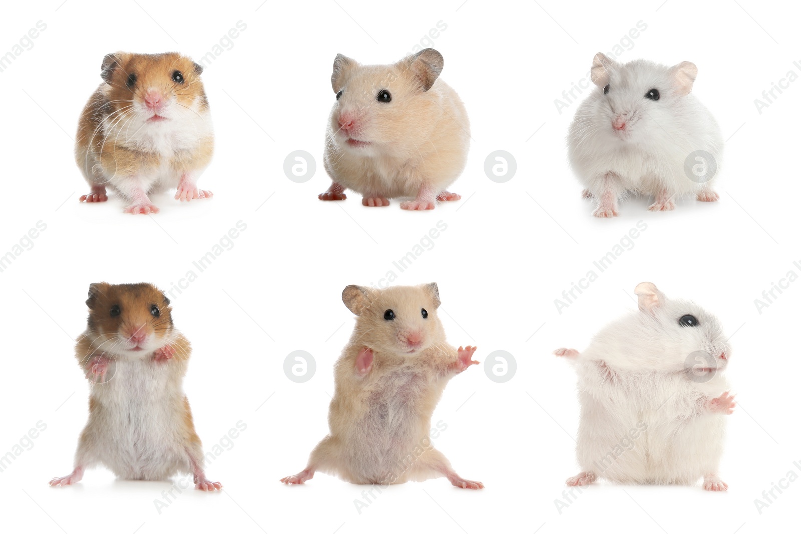 Image of Set with cute funny hamsters on white background