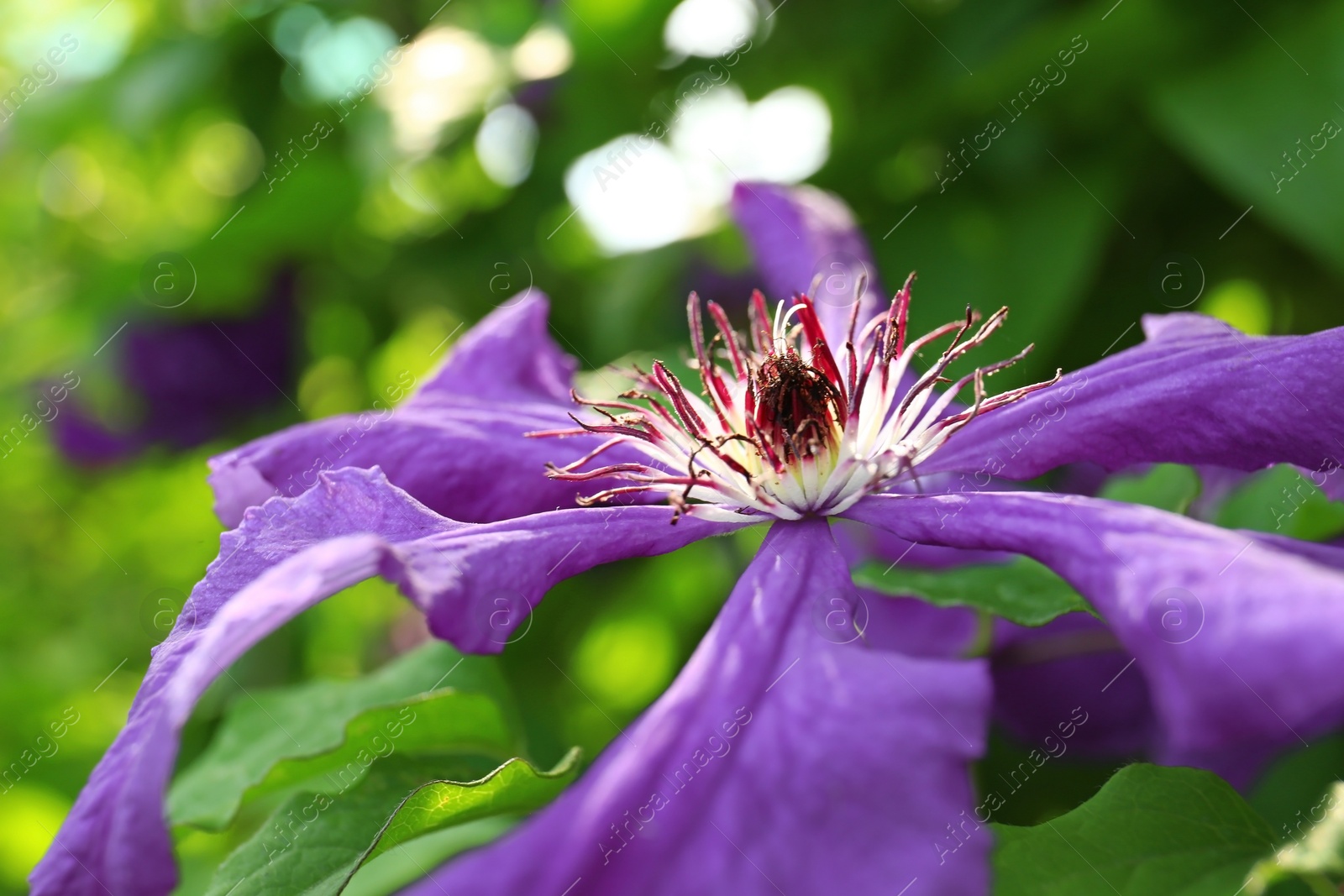 Photo of Beautiful blooming clematis in green garden on sunny day, closeup