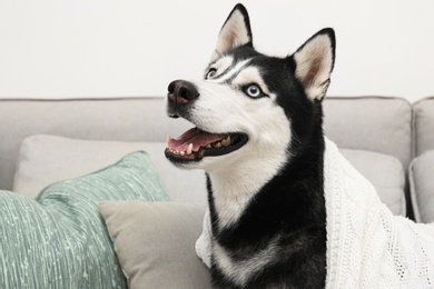 Cute Siberian Husky dog on sofa at home