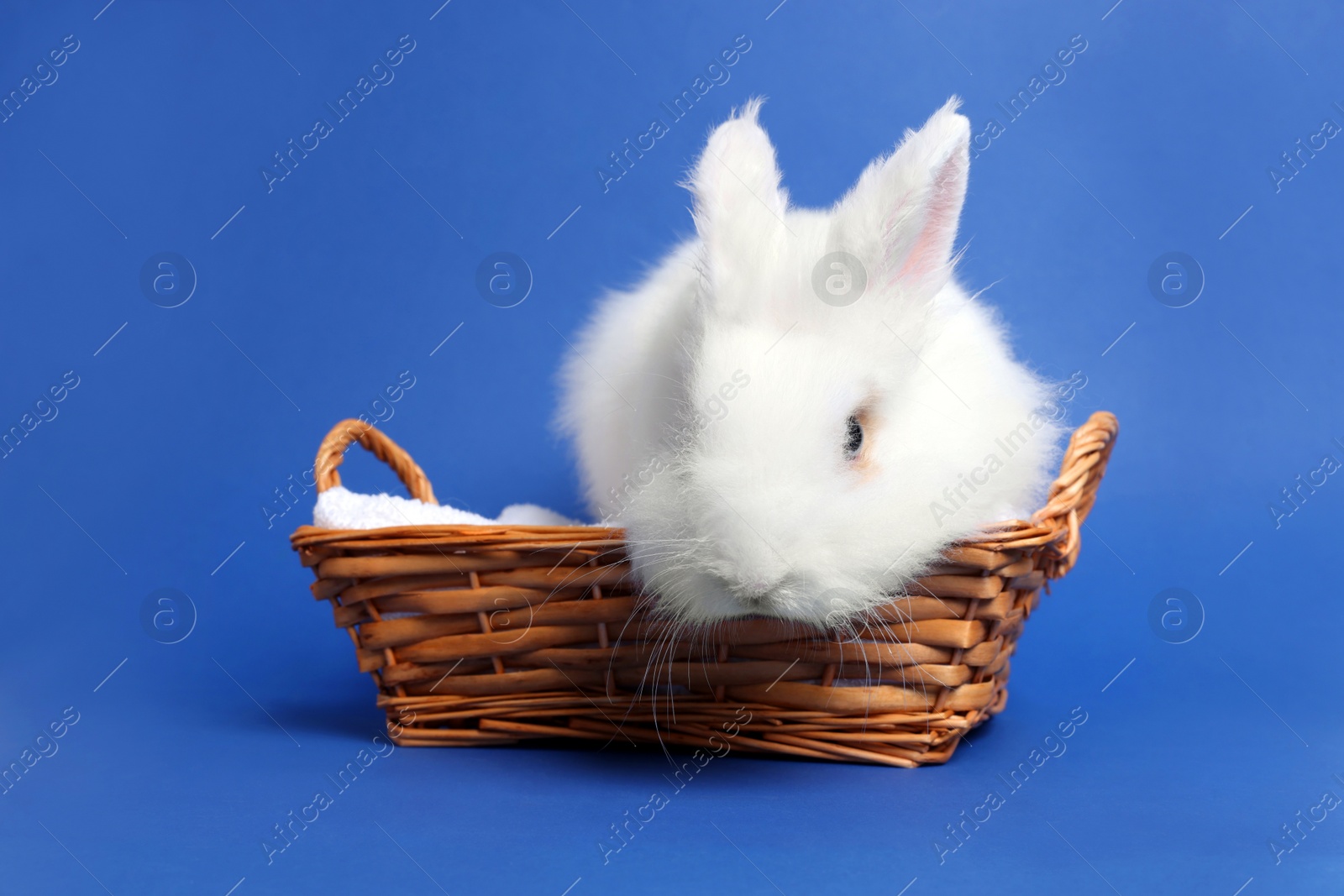 Photo of Fluffy white rabbit in wicker basket on blue background. Cute pet