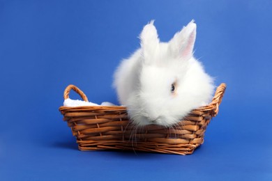 Photo of Fluffy white rabbit in wicker basket on blue background. Cute pet