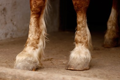 Photo of Horse standing on floor in stable, closeup. Lovely domesticated pet