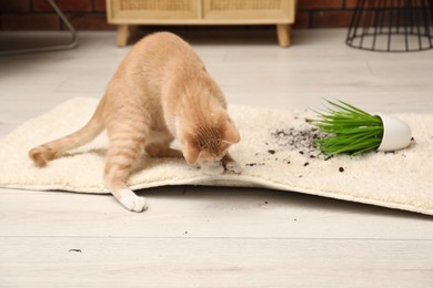 Cute ginger cat near overturned houseplant on carpet at home