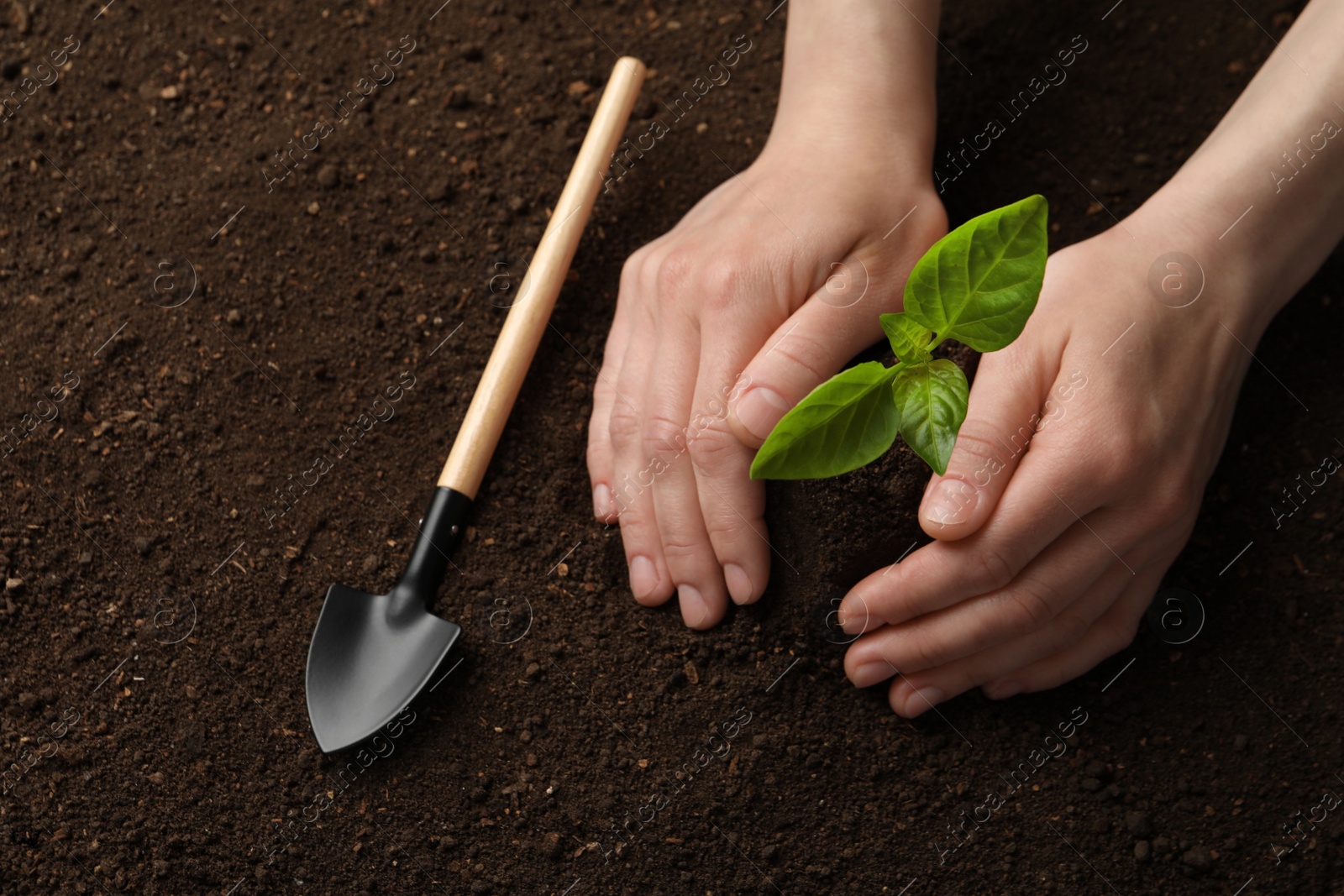 Photo of Woman planting young seedling into soil, closeup. Gardening time