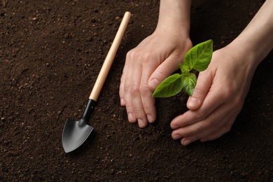 Photo of Woman planting young seedling into soil, closeup. Gardening time