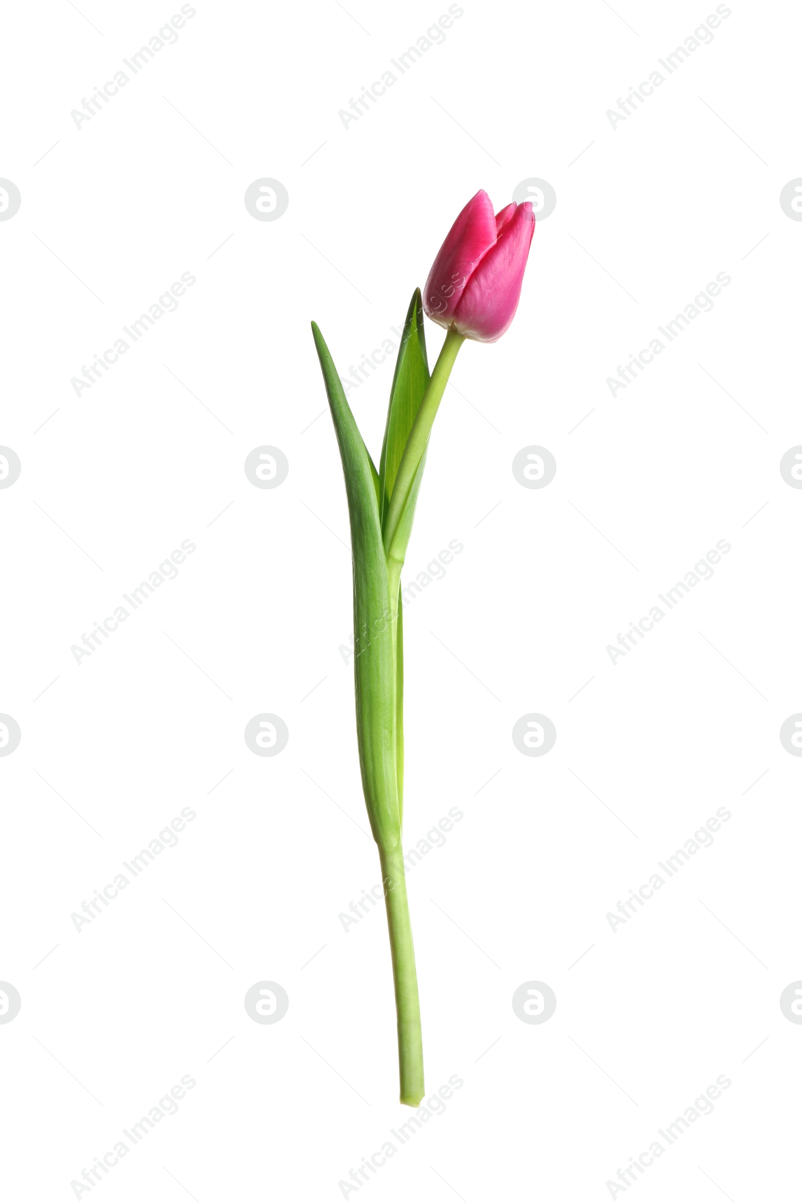 Photo of Beautiful tender spring tulip isolated on white