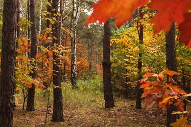 Photo of Beautiful trees with colorful leaves in forest. Autumn season