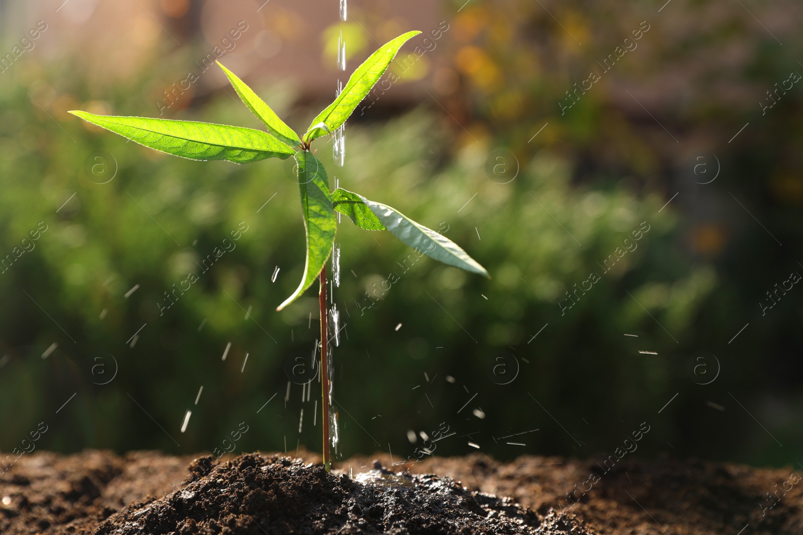 Photo of Watering young seedling outdoors, closeup. Planting tree