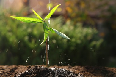 Photo of Watering young seedling outdoors, closeup. Planting tree
