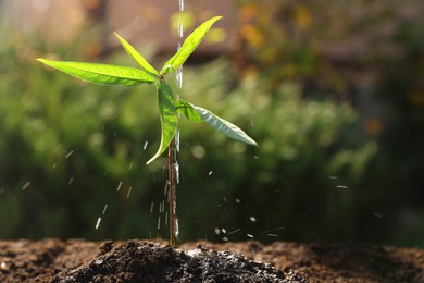 Watering young seedling outdoors, closeup. Planting tree