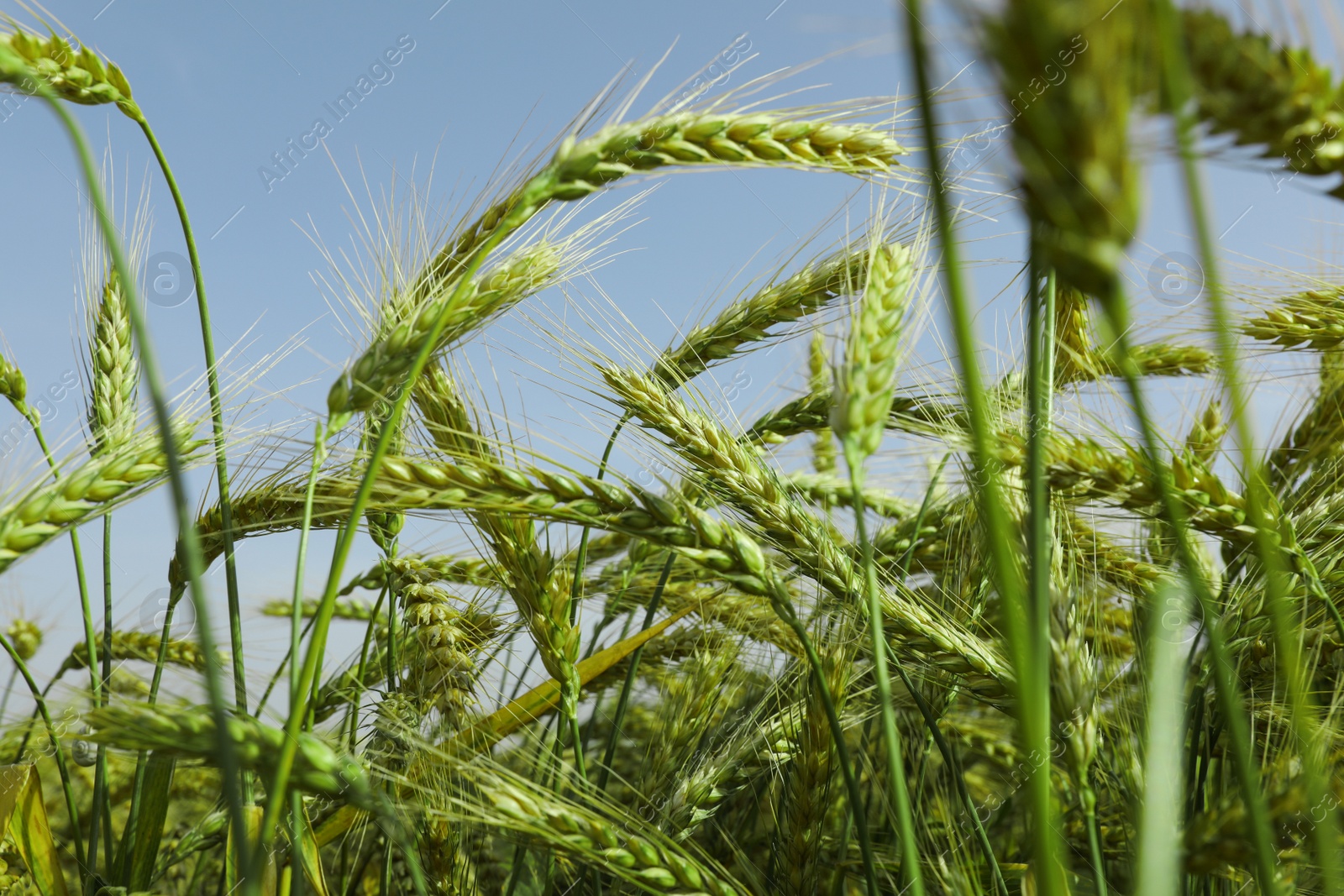 Photo of Closeup view of agricultural field with ripening wheat crop