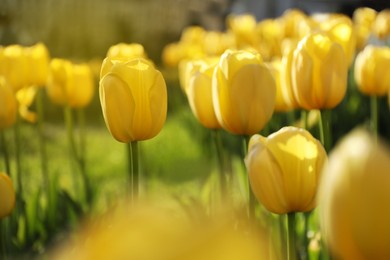 Photo of Beautiful yellow tulips growing outdoors on sunny day, closeup. Spring season