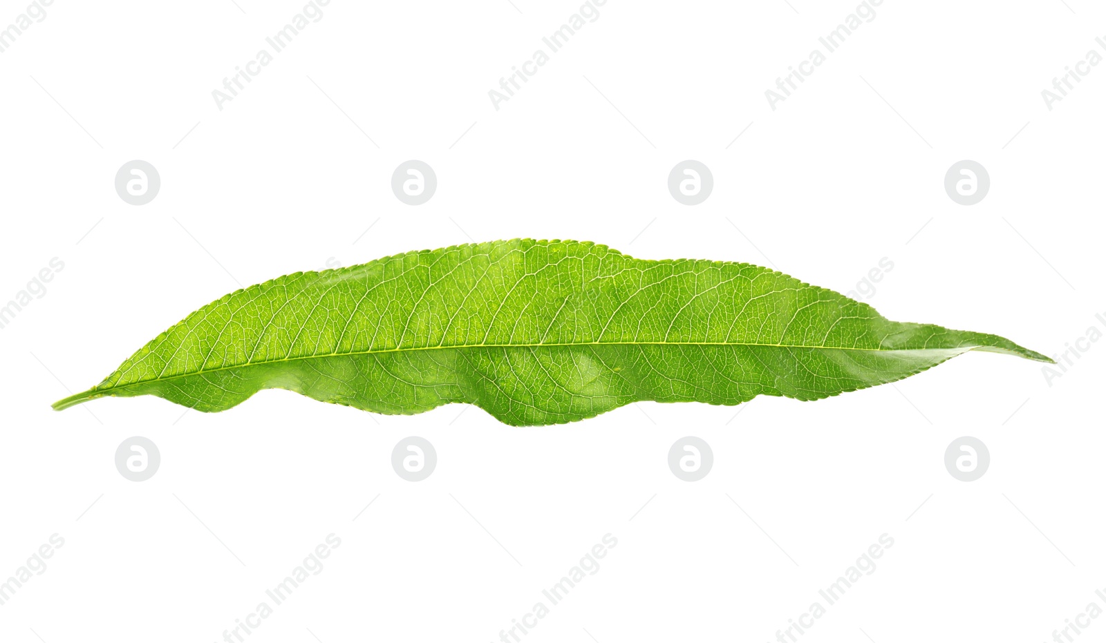 Photo of Green peach leaf on white background