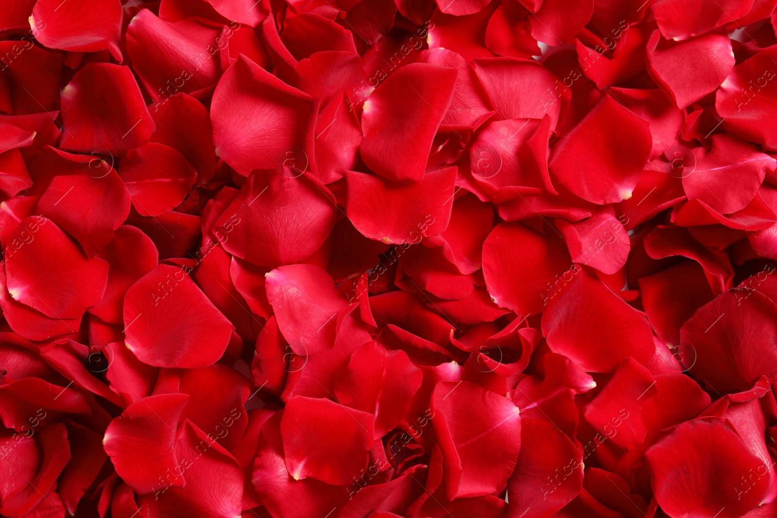 Photo of Beautiful rose petals as background